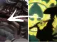 One Piece: Das wusstet ihr noch nicht über Enma, das legendäre Schwert!